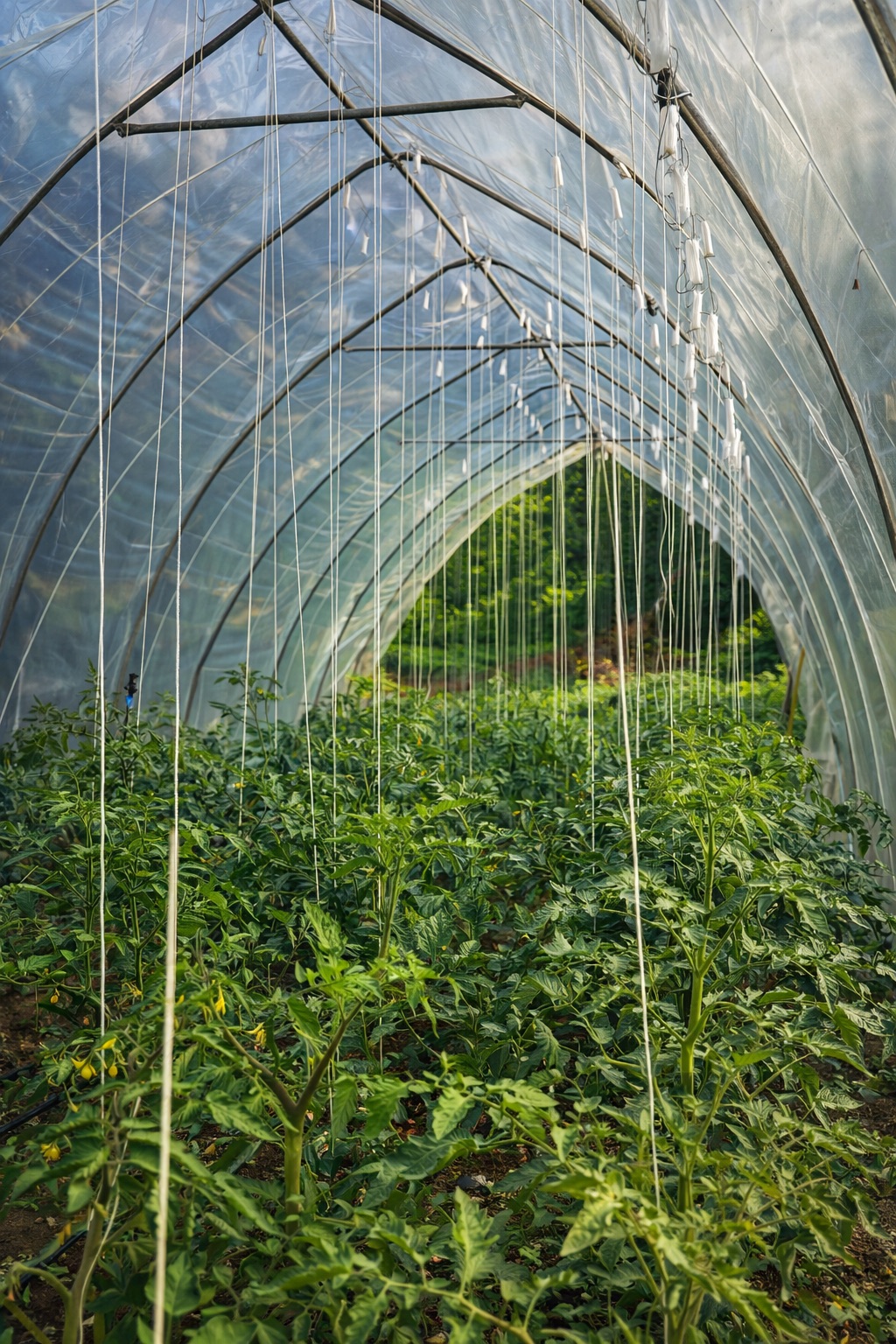 Vista de invernadero y espacio productivo 2