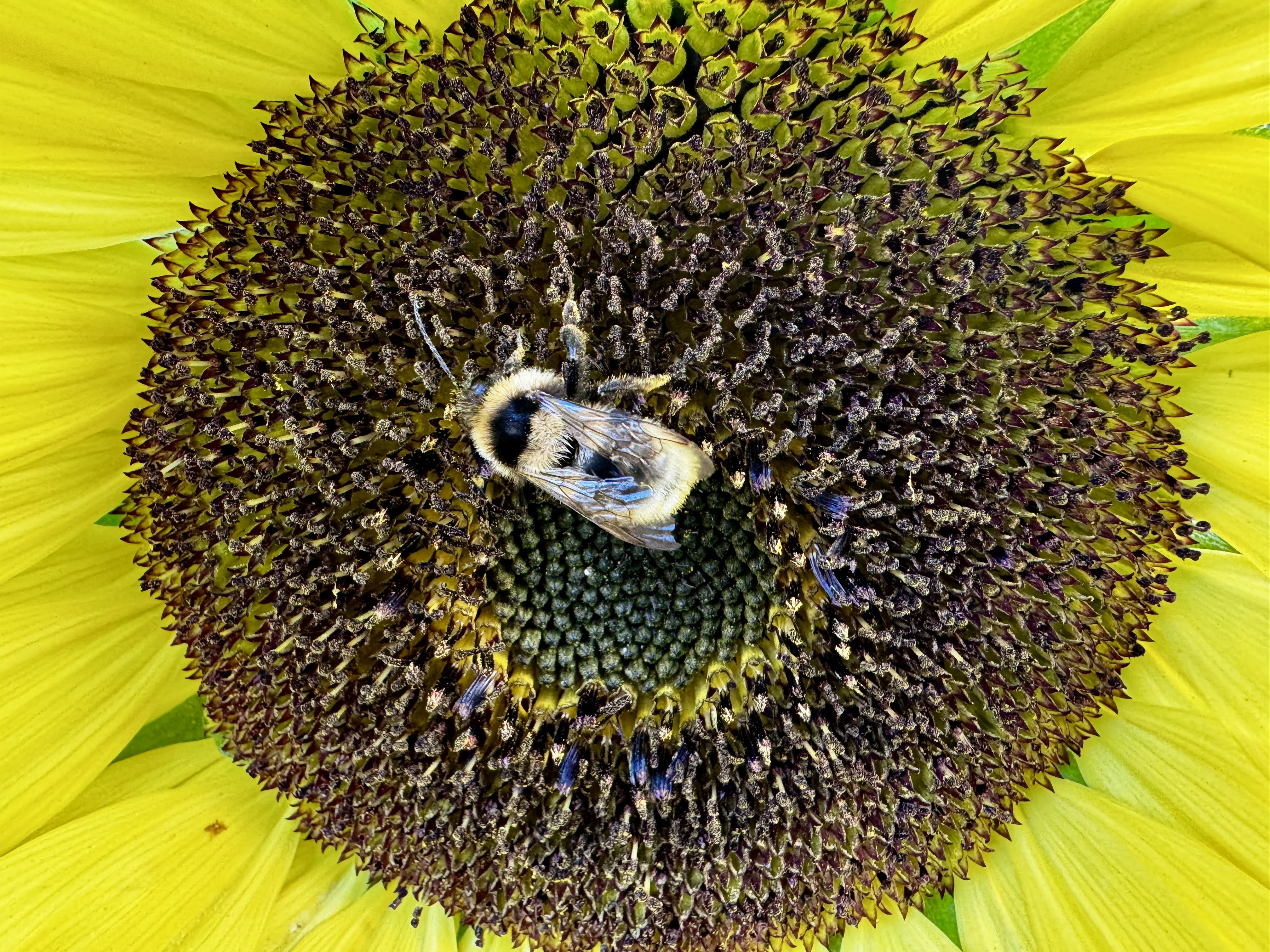 Vista de invernadero y espacio productivo 6