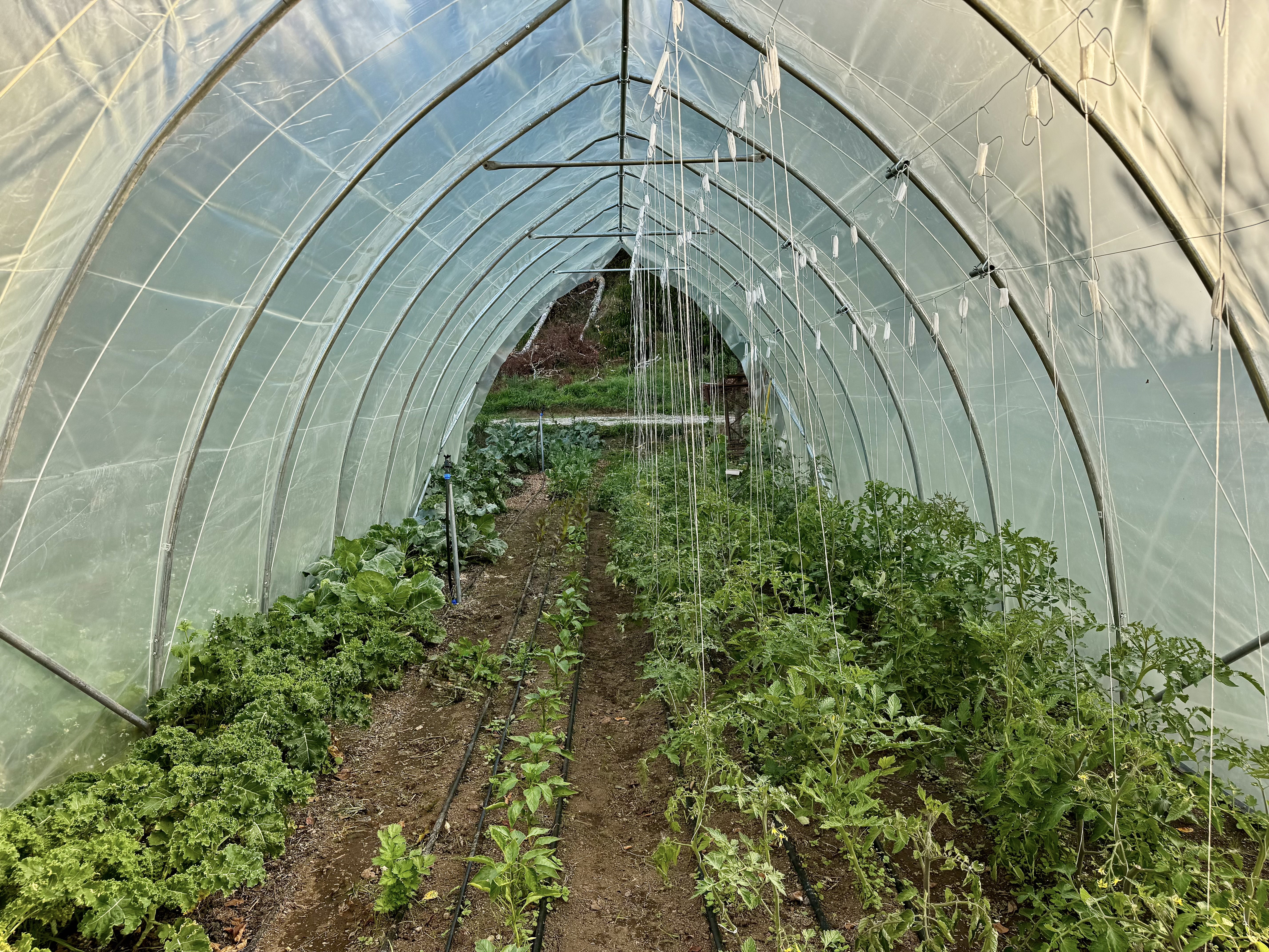 Invernadero y sistema de producción intensiva Huerto Rentable 35