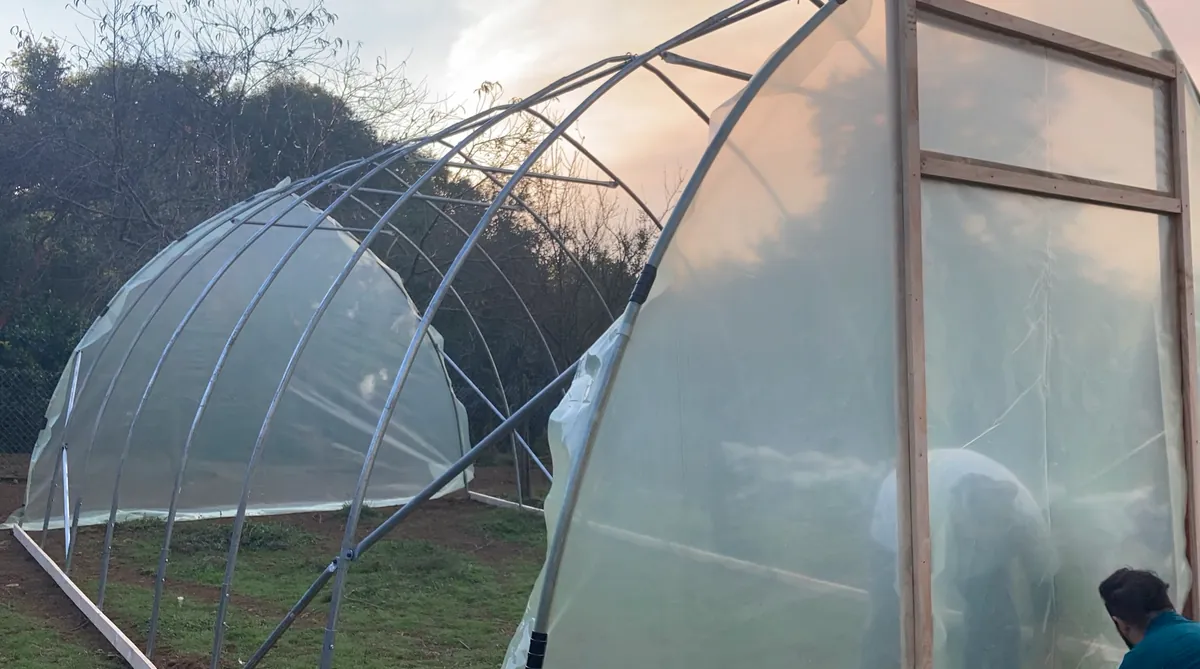 Colocación de la cobertura de polietileno UV del invernadero